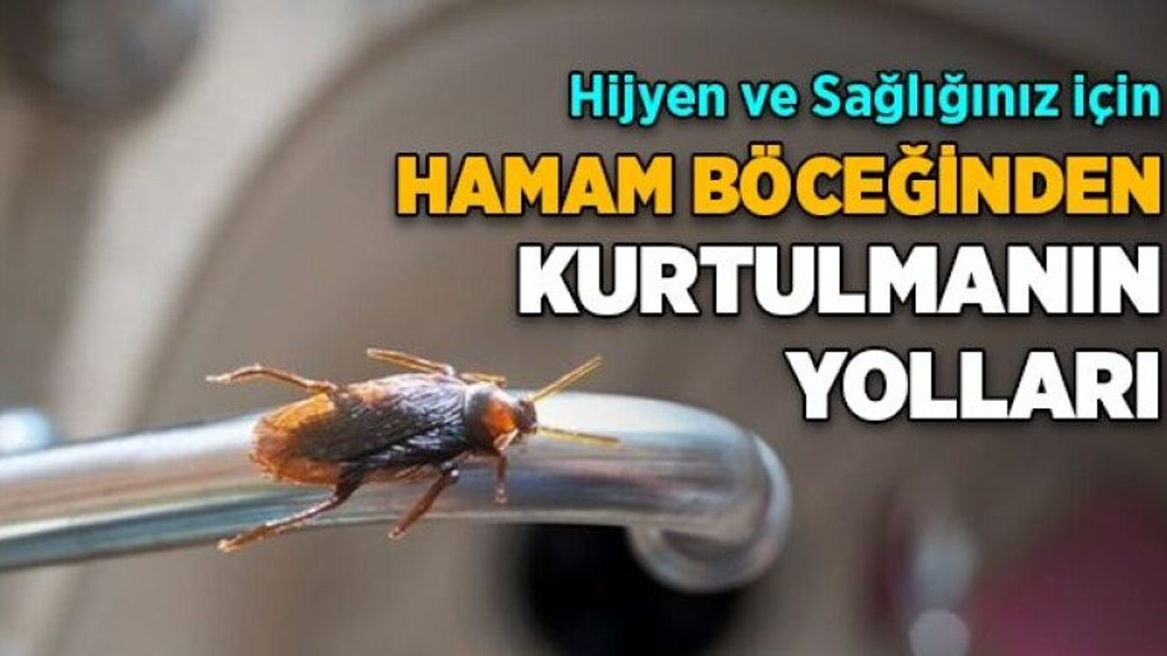 Hamam böcekleri bu yüzden evlere geliyor!