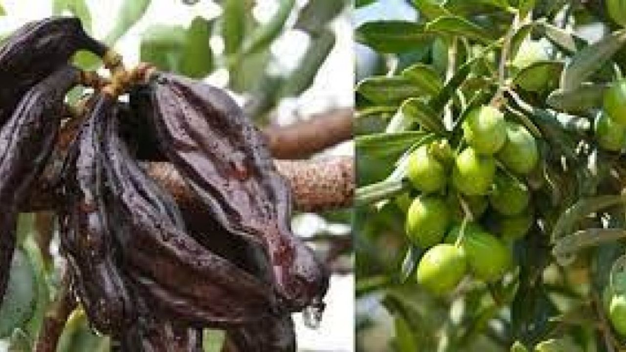 Lefke kaymakamlığı harnup ve zeytin hasat tarihlerini açıkladı
