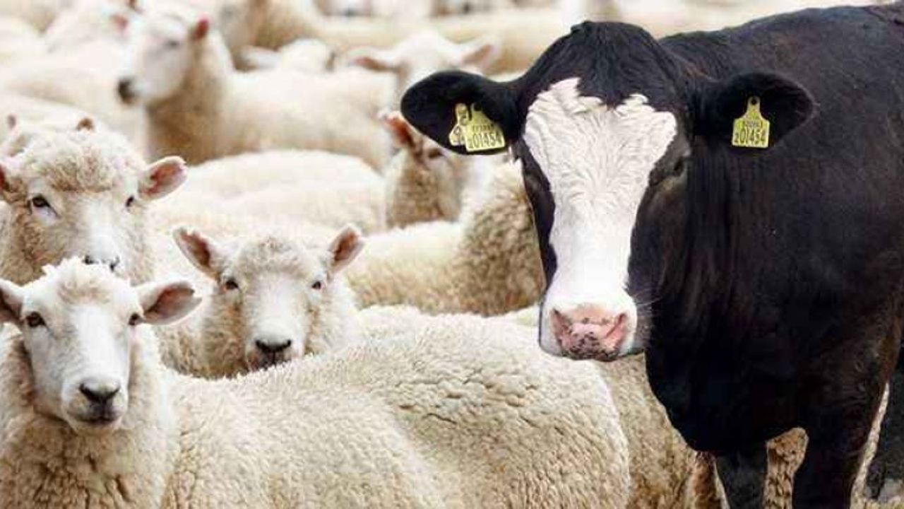 Veteriner Dairesi'nden hayvan hareketlerinde devir işlemi yapmayanlara cezai müeyyide uyarısı...