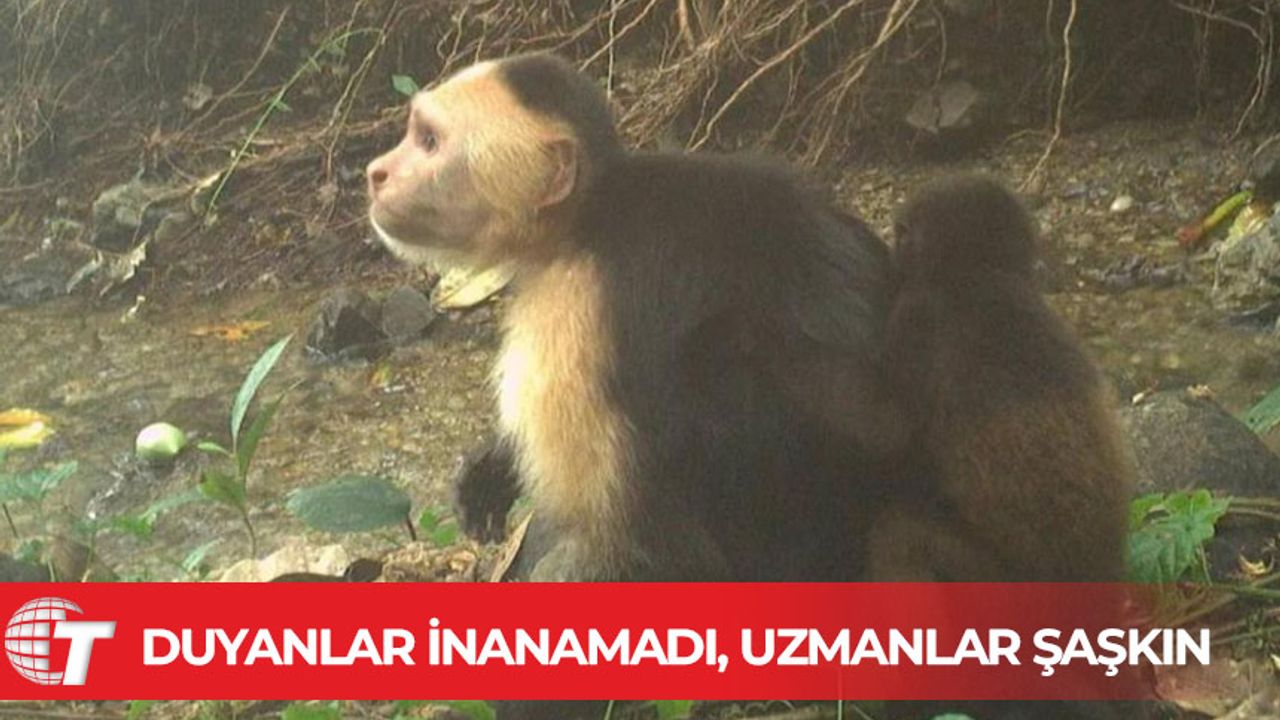 Canı sıkılan kapuçin maymunları başka türlerin yavrularını kaçırmaya başladı