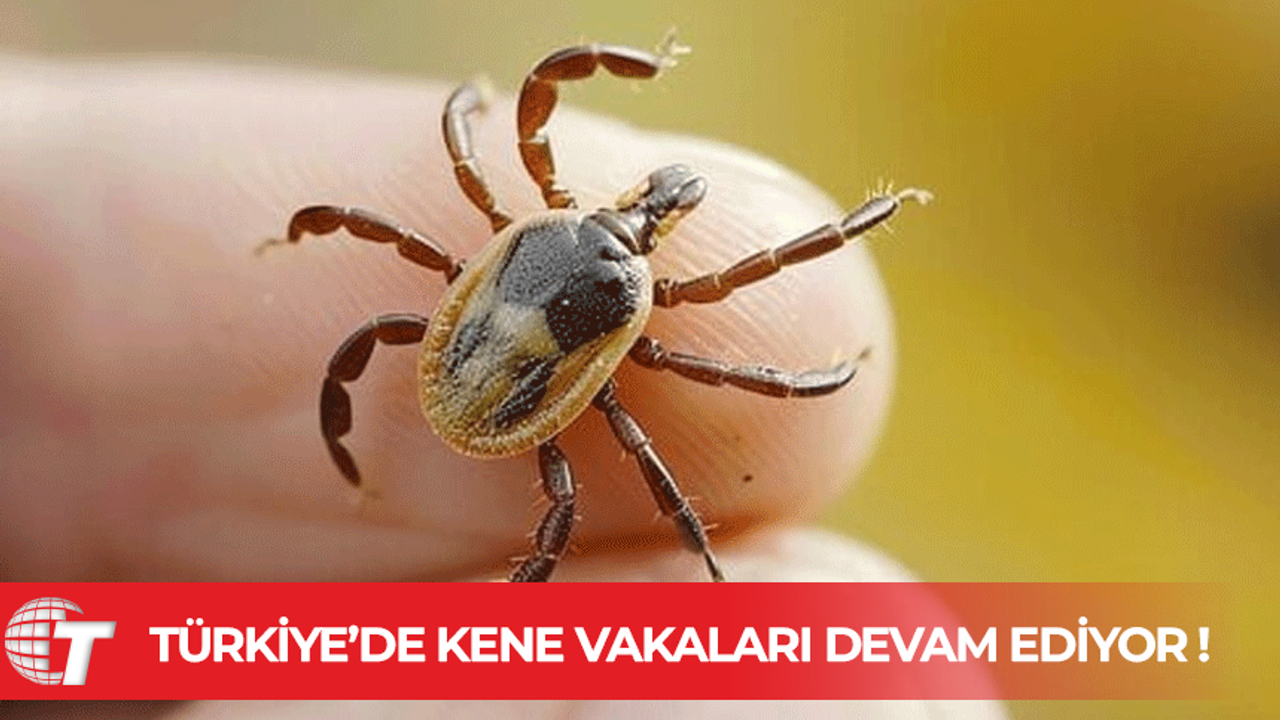 Türkiye'de Kene Vakaları Sürüyor: 1 Kişi Daha Hayatını Kaybetti
