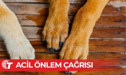 Lefke Çevre ve Ekoloji Derneği’nden başıboş köpekler için acil önlem çağrısı