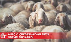 Anaç küçükbaş hayvan artış ödemeleri yapıldı