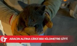 Erzurum'da aracın altına giren kedinin yolculuğu Çankırı'da son buldu