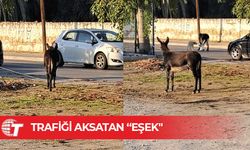 Lefkoşa'da sabah sürprizi: Eşek ve köpek trafiği durdurd