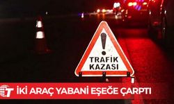 Yeşilköy- Ziyamet ana yolunda yabani eşeğe çarpan araçlar, eşeğin ölümüne sebep oldu!