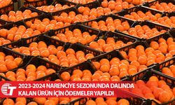 2023-2024 narenciye sezonunda dalında kalan ürün için ödemeler yapıldı