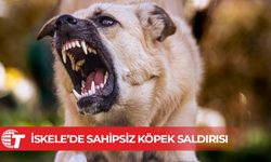 Yürüyüş yaparken başıboş köpeğin saldırısına uğrayan kadın yaralandı