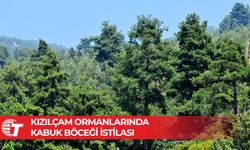 KEMA: Çam ağaçlarında kitle ölümleri yaşanmaya başladı