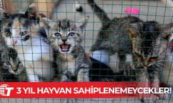 Türkiye Sahiplendiği hayvanı kaybedenler 3 yıl hayvan sahiplenemeyecek