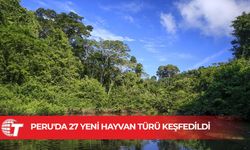 Peru'da yapılan araştırmada 27 yeni hayvan türü keşfedildi