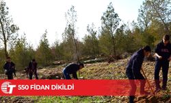 Gençlik Dairesi organizasyonunda 550 fidan ekildi