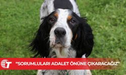 Karpaz’da köpek zehirlenmesi: Avcılık Federasyonu açıklama yaptı