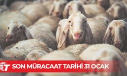 İthal edilecek Asaf ırkı koyun ve koçlar için son müracaat tarihi 31 Ocak