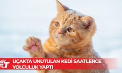 Uçakta unutulan kedi, 24 saatte 3 uçak yolculuğu yaptı