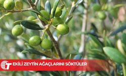 3 zeytin ağacını izinsiz söken inşaat şirketi personeli hakkında yasal işlem başlatıldı