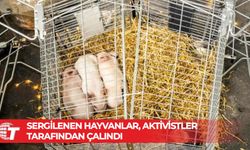 Danimarka'da 'sanat için' açlıktan öldürülmesi planlanan domuzlar kaçırıldı