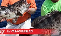 Orfoz ve lahoz türleri için av yasağı başladı