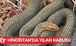 Okul yemeğinde ölü yılan bulundu, 100'den fazla çocuk hastalandı