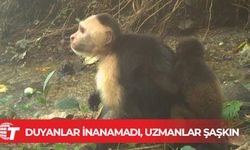 Canı sıkılan kapuçin maymunları başka türlerin yavrularını kaçırmaya başladı