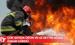 Mutluyaka'da Cazımoğlu Zeytinliği'nde yangın