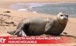 Güney Kıbrıs’ta, sadece 20 tane kalan Akdeniz keşiş fokunun yaşam alanına dinamit!