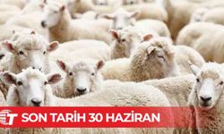 Veteriner Dairesi’nden küçükbaş hayvan üreticilerine beyan uyarısı