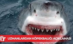 Köpek balıkları Akdeniz kıyılarına neden yaklaşıyor?