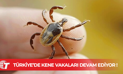 Türkiye'de Kene Vakaları Sürüyor: 1 Kişi Daha Hayatını Kaybetti