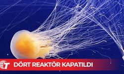 Fransa'da nükleer denizanası alarmı