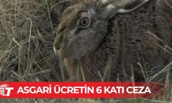 Ova tavşanlarını yakalamak için tuzak kuran şahsa asgari ücretin 6 katı ceza!