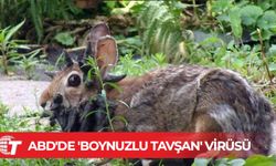 ABD'de "boynuzlu tavşan" virüsü