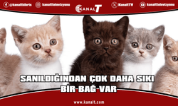Kediler sandığımızdan çok daha sonra yoldaşımız oldu