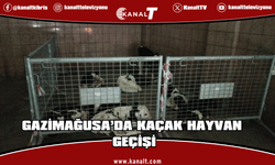 9 erkek süt danası ele geçirildi!