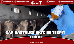 Şap Hastalığı KKTC’de Tespit Edildi