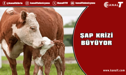 Avustralya ve Kanada, Güney Kıbrıs’ı şap hastalığı riskine karşı listeden çıkardı