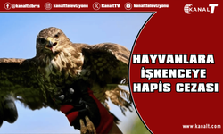 Şahin'e zorla alkol içiren kişiye, hayvanlara işkenceden hapis cezası