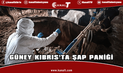 Hastalığın, KKTC'den kaçak yollarla Güney'e taşınan samandan yayıldığına dair şüpheler var