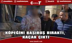 Köpeğini başıboş bıraktı, kaçak çıktı