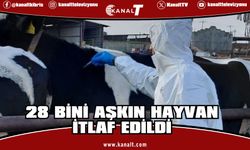 Güney Kıbrıs'ta şap 49 çiftliğe yayıldı