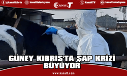 Güney Kıbrıs'ta şap krizi büyüyor: Hayvancılar itlaf edilmesin diye hayvanlarını kaçırmaya başladı