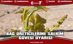 Bağ üreticilerine erken uyarı: Salkım güvesine dikkat