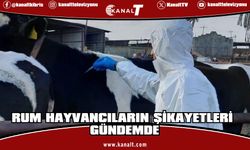Rum hayvancılar: Şap, Rum Veteriner Dairesi çalışanları aracılığıyla yayıldı iddiası