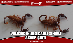 Valizinde 150 adet zehirli akrep taşıyan şüpheli havalimanında gözaltına alındı