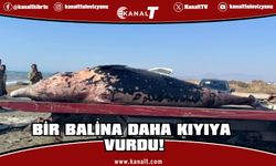 Bir balina daha kıyıya vurdu!