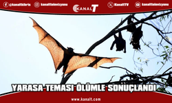 Kanada'da yüzüne yarasa konan çocuk kuduz nedeniyle hayatını kaybetti
