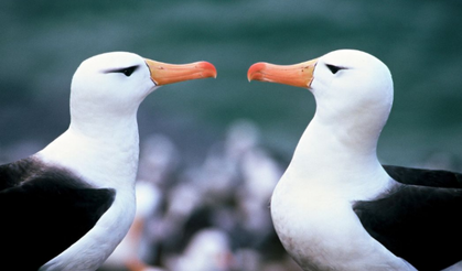 İklim değişikliği eşine en sadık türlerden 'albatroslarda boşanmaları artırdı'