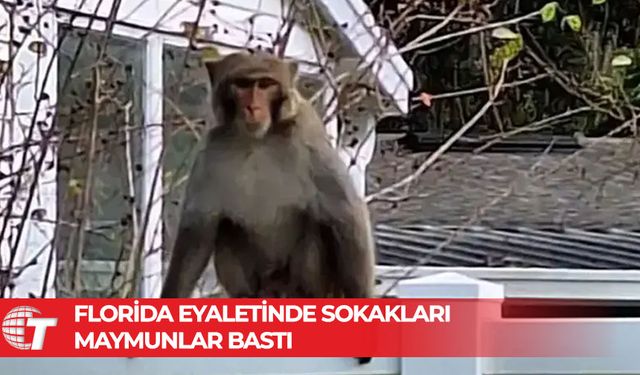 ABD'nin Florida eyaletindeki sokaklarda çok sayıda maymun görüldü