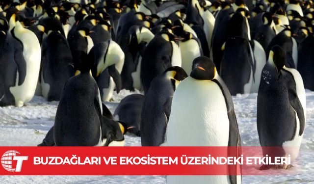 Çarpışma rotasında dev buzdağı: Penguenler ve foklar tehlikede