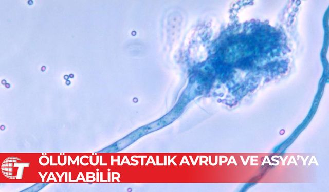 Ölümcül mantar hastalığı, küresel ısınmayla yayılabilir